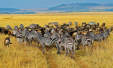 kenya safari