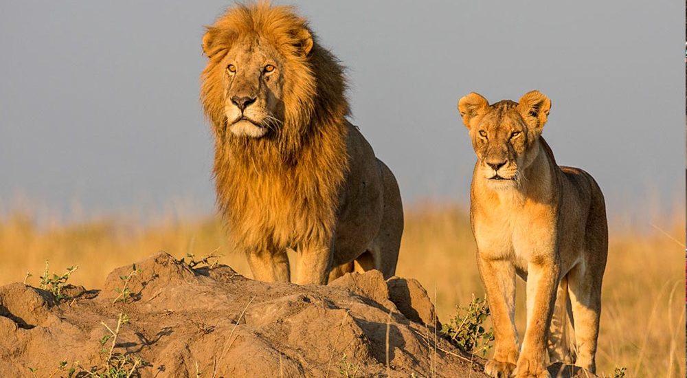 5 days camping Safari