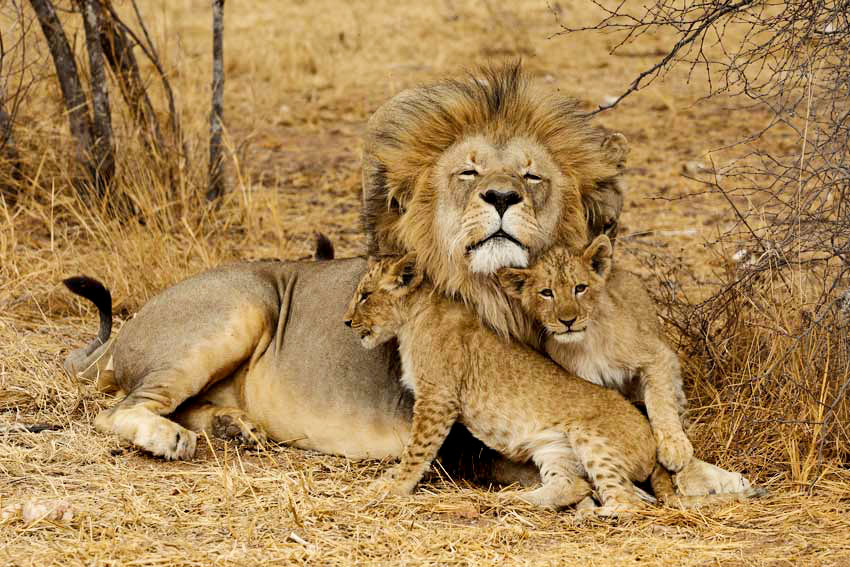 Tanzania Private Safari