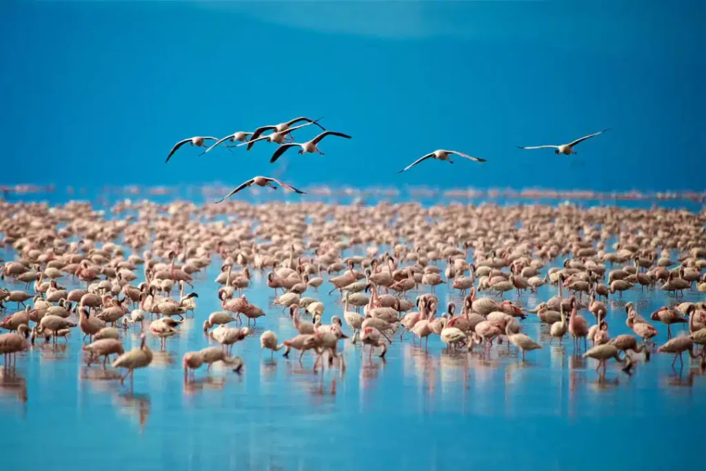 Gluten Free Tanzania Safari Meals