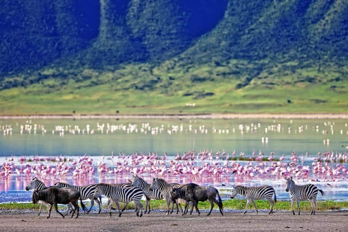 Ngorongoro Safari