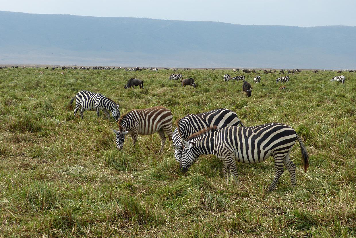 9 Days Tanzania Family Safari