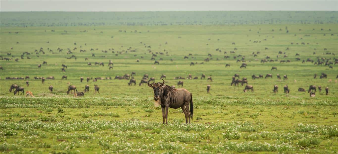 Serengeti National Park