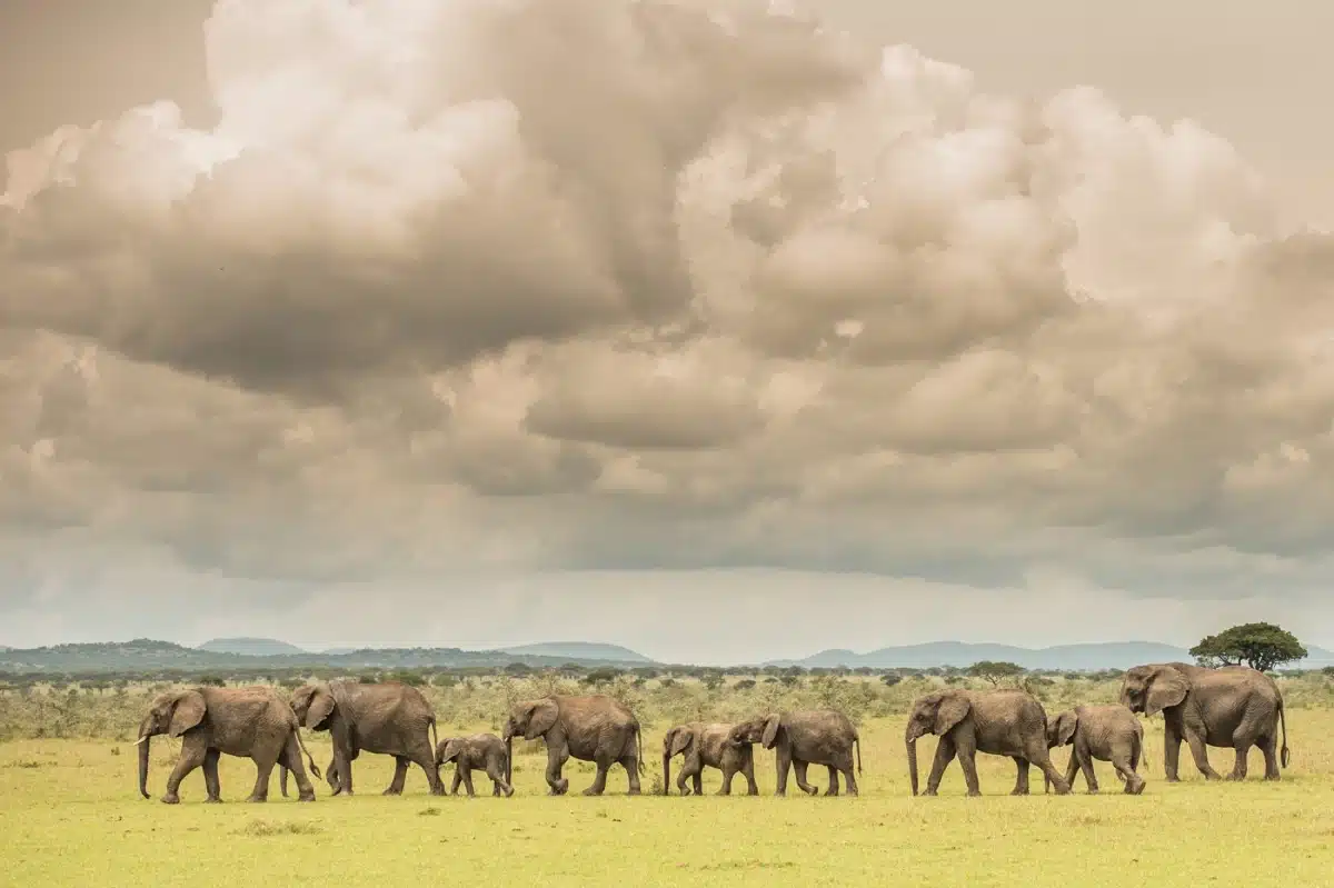 Serengeti-National-Park