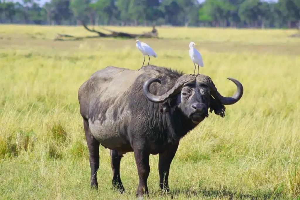 Best Tanzania Local Safari Travel Agency Tour Operator Company