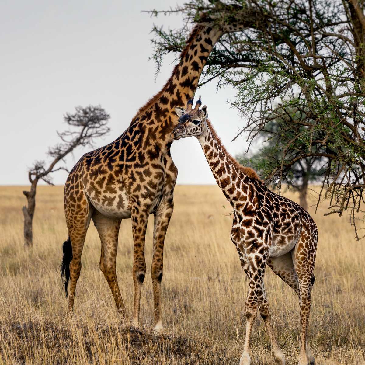 8 Days Tanzania Mid-Range Safari