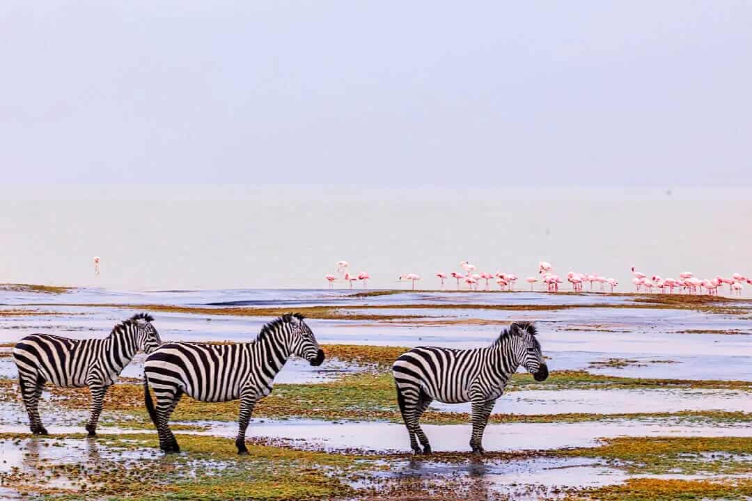 Tanzania And Kenya Safari