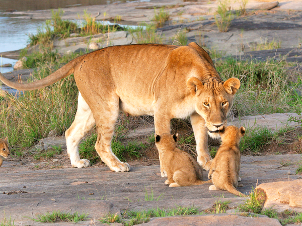 Vacation To Tanzania