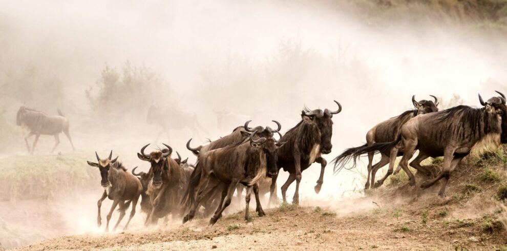 wildebeest migration
