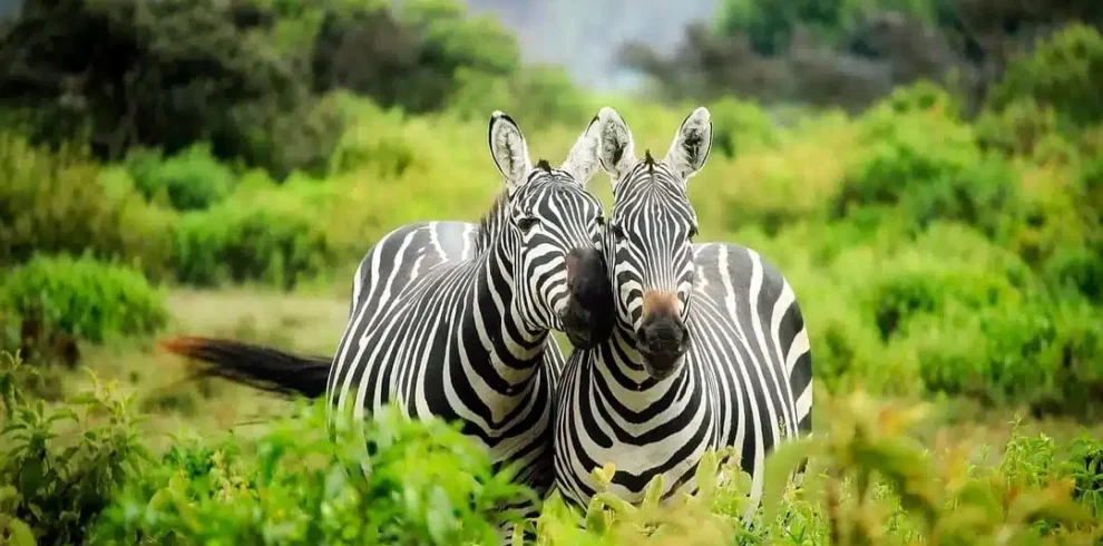 olaitoriani expeditions