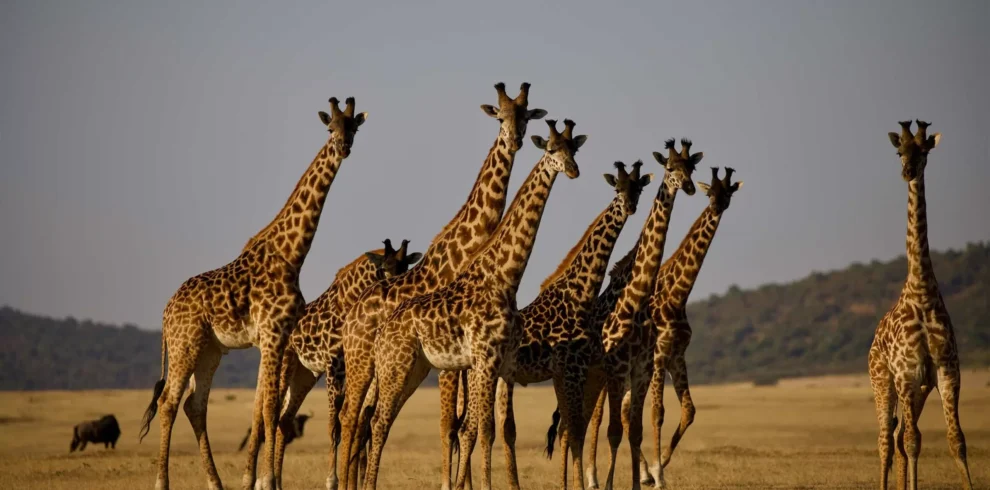3 Days Tanzania Group Joining Safari