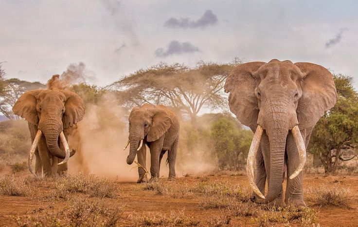 Tanzania Safari with Hindi-Speaking Guide