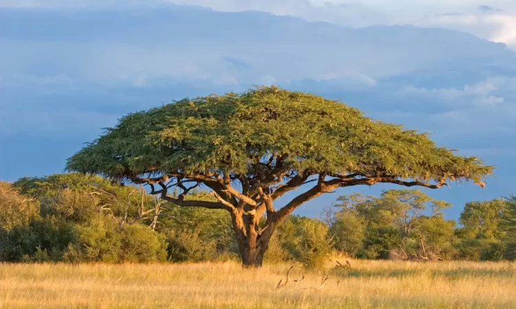 Acacia Trees