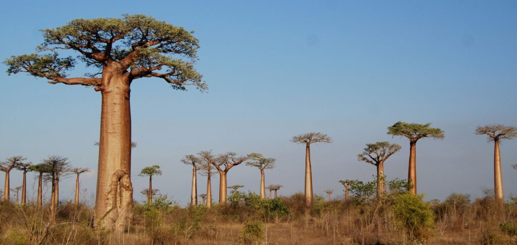 The Magnificent Baobab