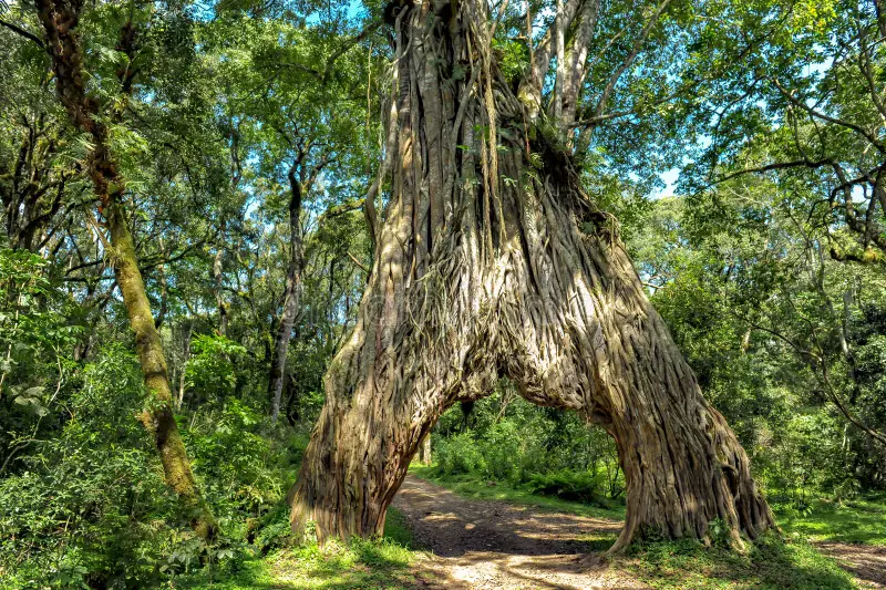 Fig-Tree-at arusha-tanzania