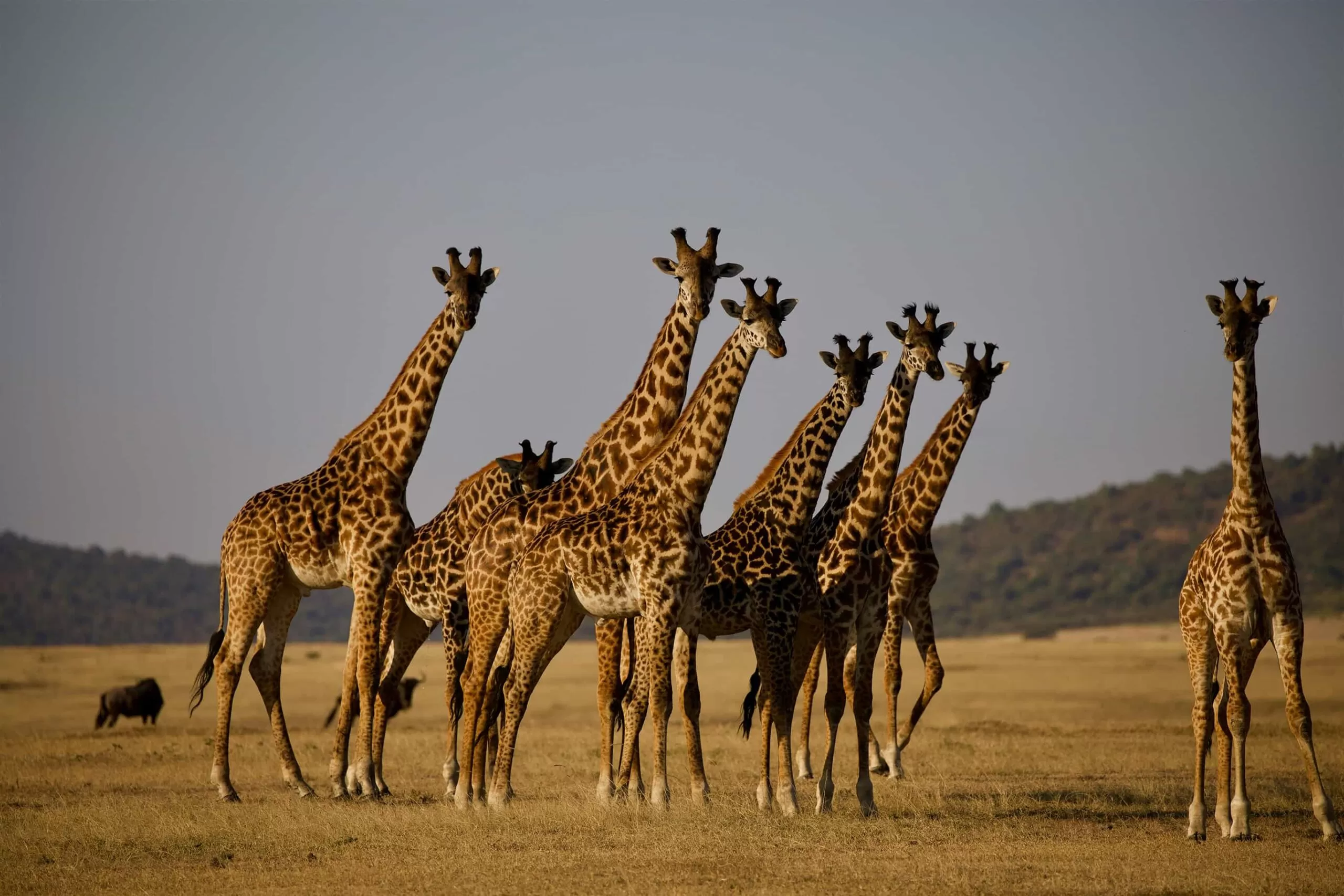 Request A Quote For Tanzania And Zanzibar Safari