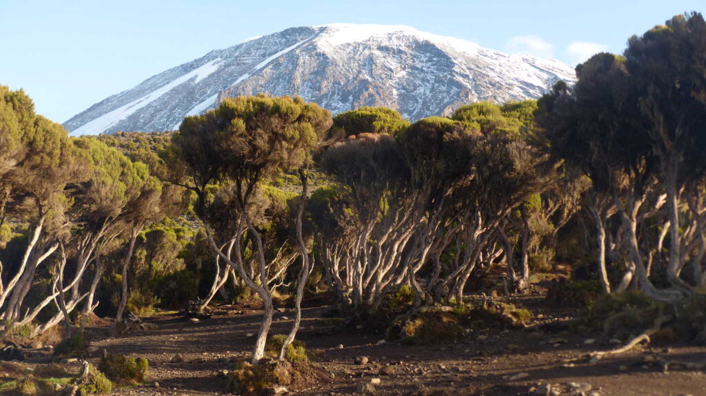 Kilimanjaro trekking Frequently Asked Questions (FAQ)
