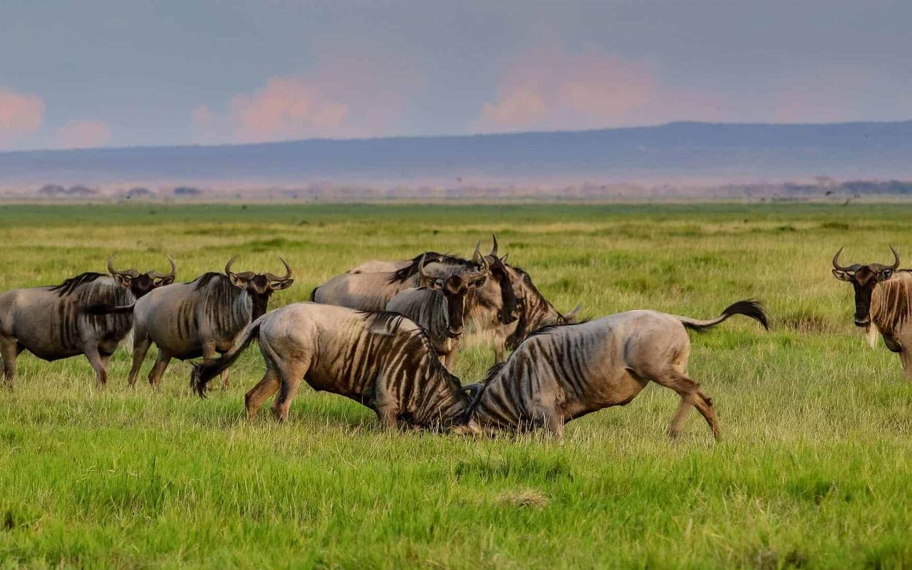 9 Days Tanzania Photographic Safari
