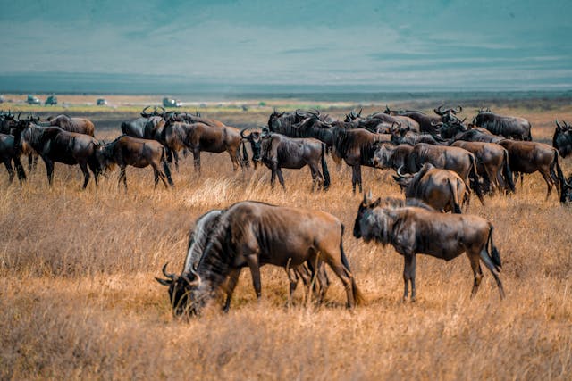 9 Days Serengeti Migration Ride