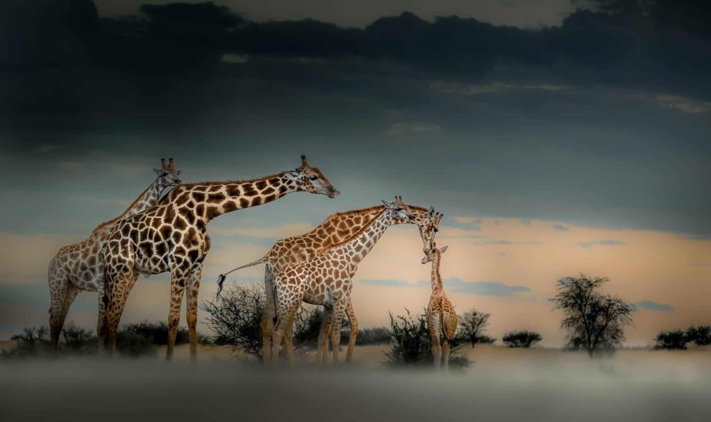 9 Days Tanzania Fly In Safari