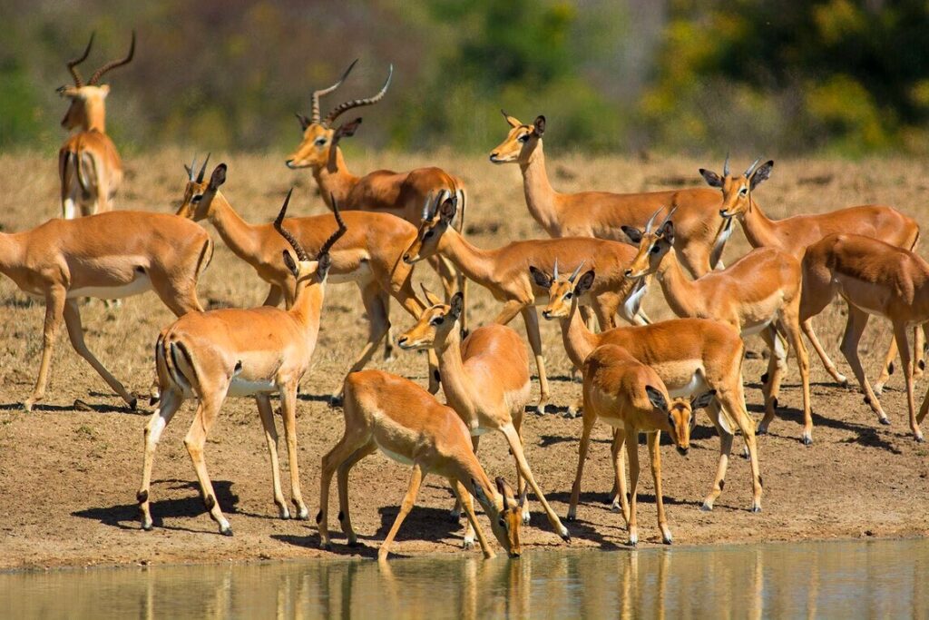 9 Days Mid-Range Southern Circuit Safari