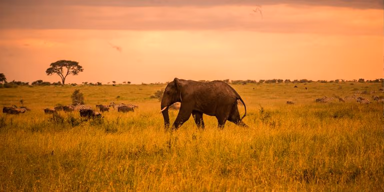 4 Days Tanzania Luxury Honeymoon Safari