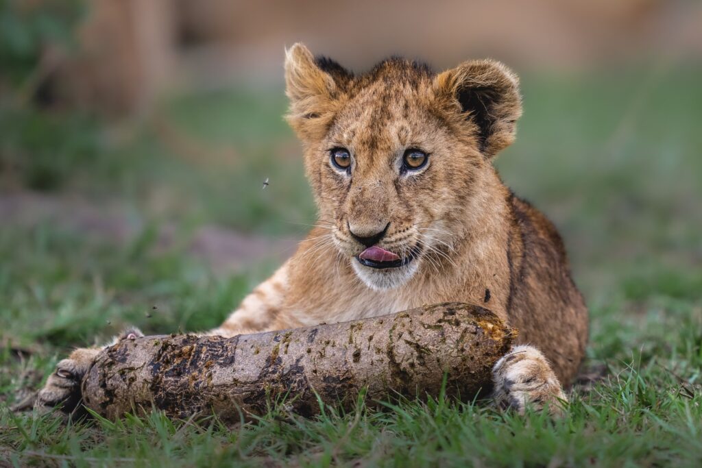 6 Days Tanzania Luxury Safari