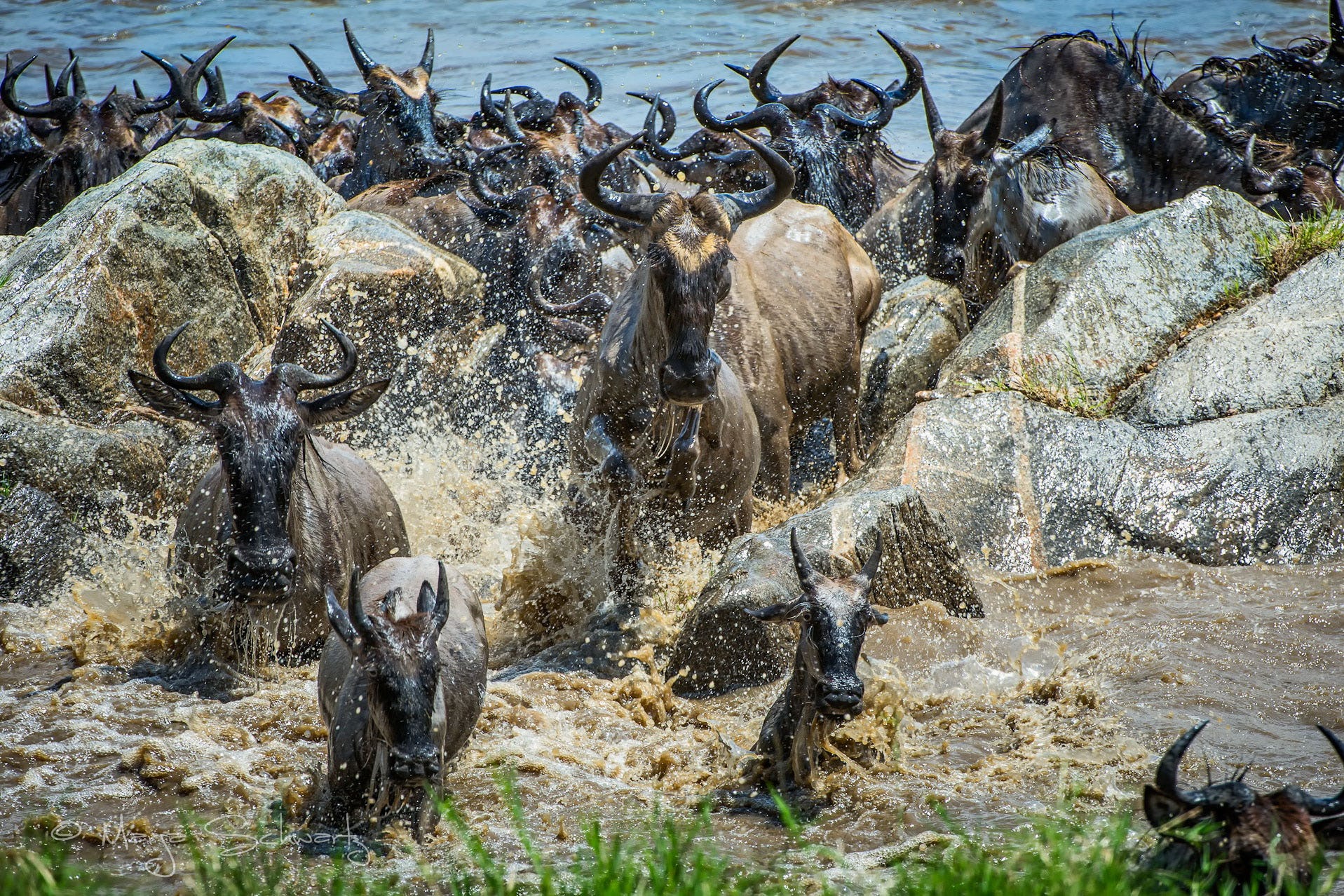 Kenya Safari with kosher meals