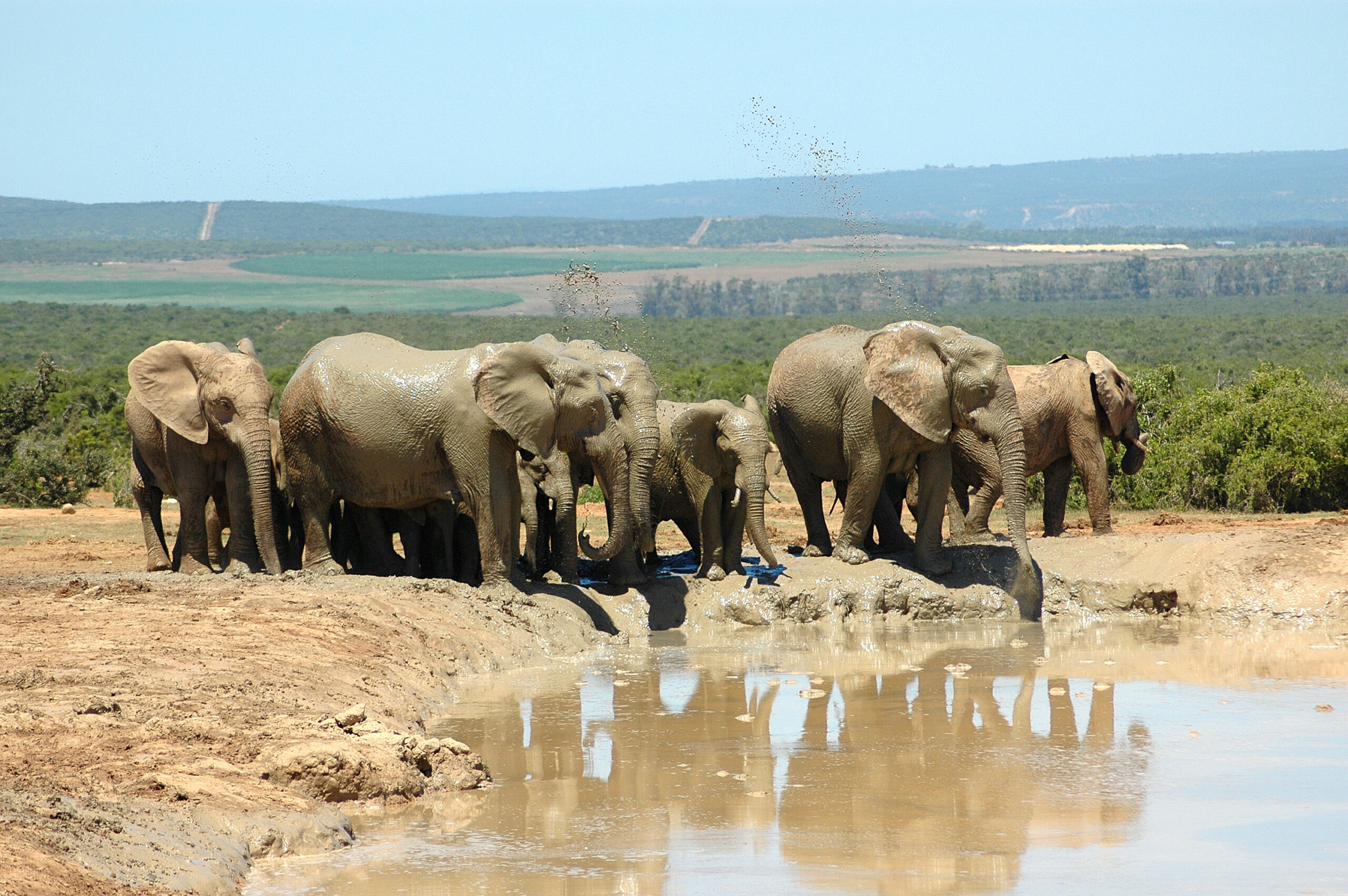 Addo Elephant National Park