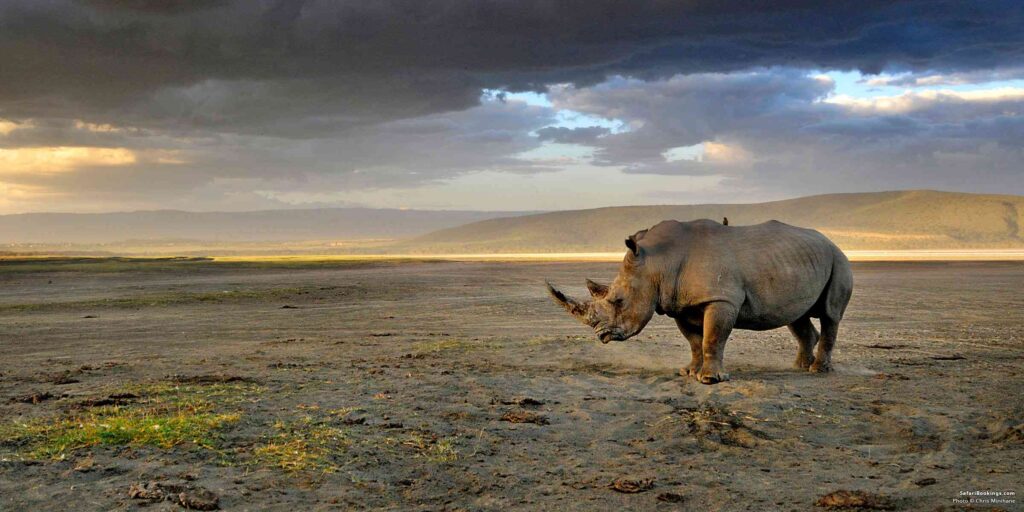 How Much Is A 5 Day Safari In Tanzania?