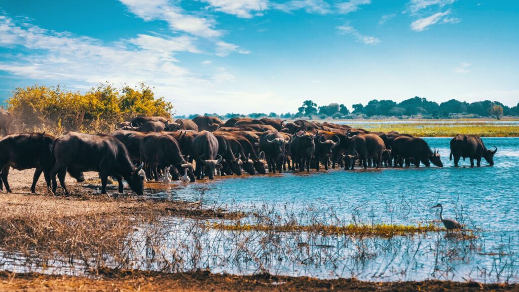 5 Days Tanzania Ultra Luxury Safari