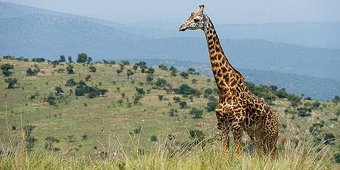 Akagera_National_Park