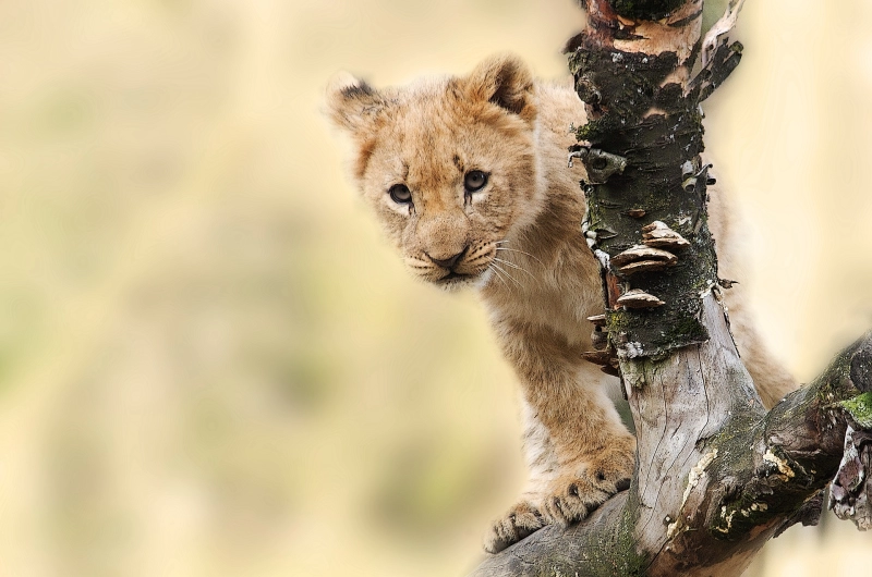 Best Guided Tanzania Private Safari Tours 2027/2028/2029