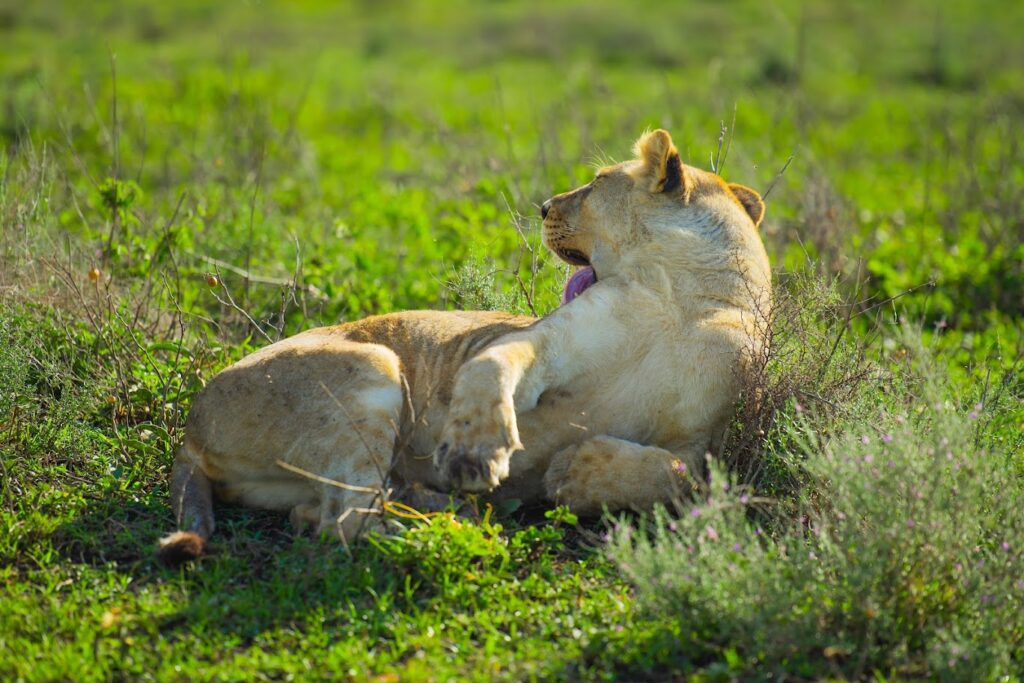 Tanzania Safari During Afcon 2027