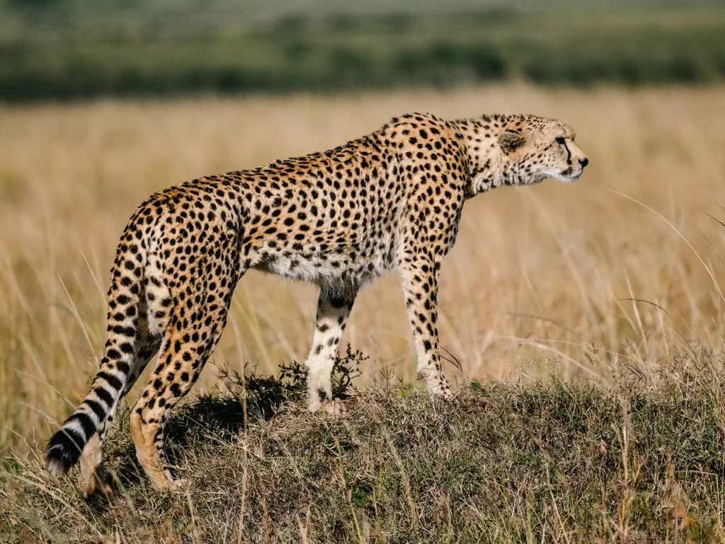 Tanzania Safari And Zanzibar Frequently Asked Questions (FAQs)