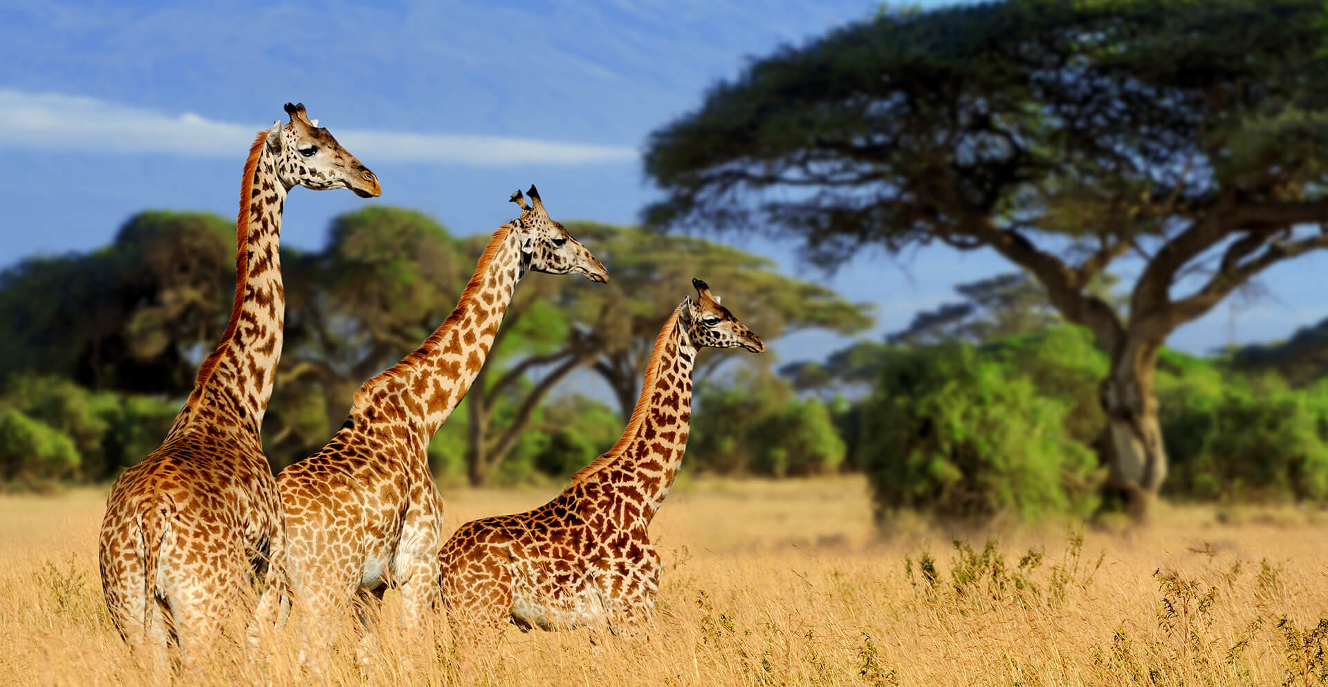 Tarangire-national-parks