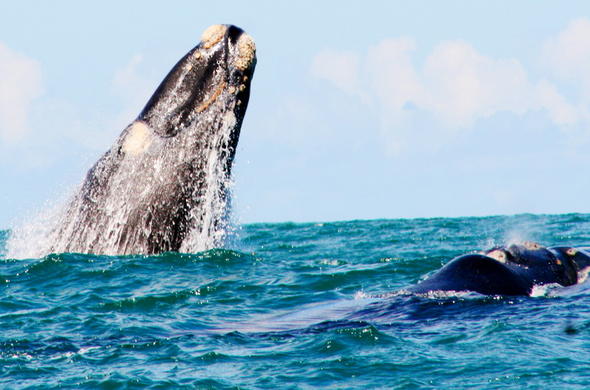 agulhas national park