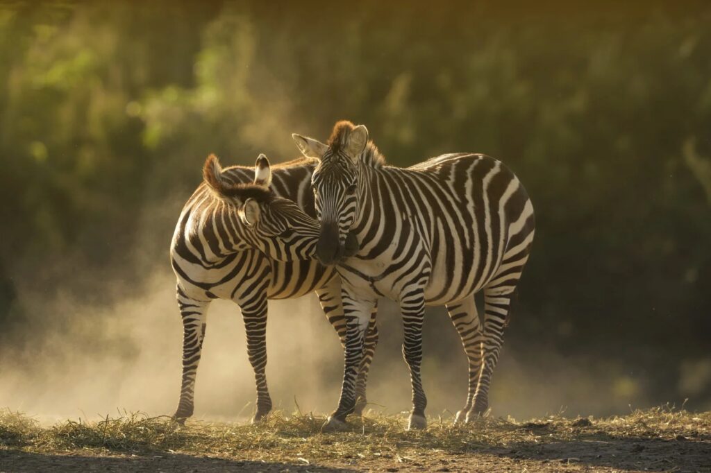 Tanzania Luxury Safaris Trips, Travel & Vacations