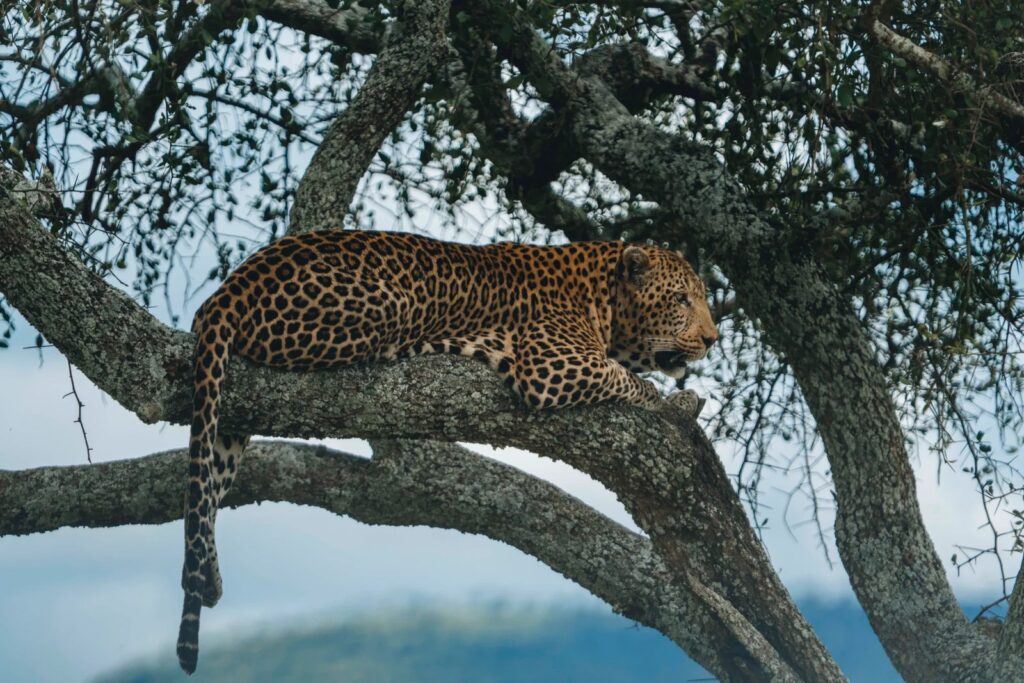 Tanzania Safari With Hebrew Speaking Guide