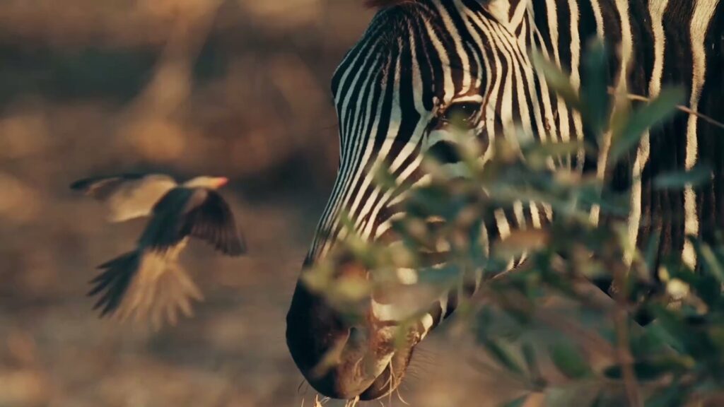 Private Tanzania Safari Quote Today