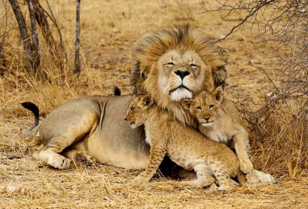 Tanzania Private Safari