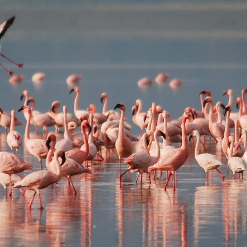 10 Days Tanzania Northern Circuit Safari