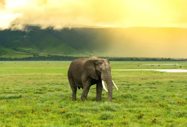 Tanzania Affordable Safari